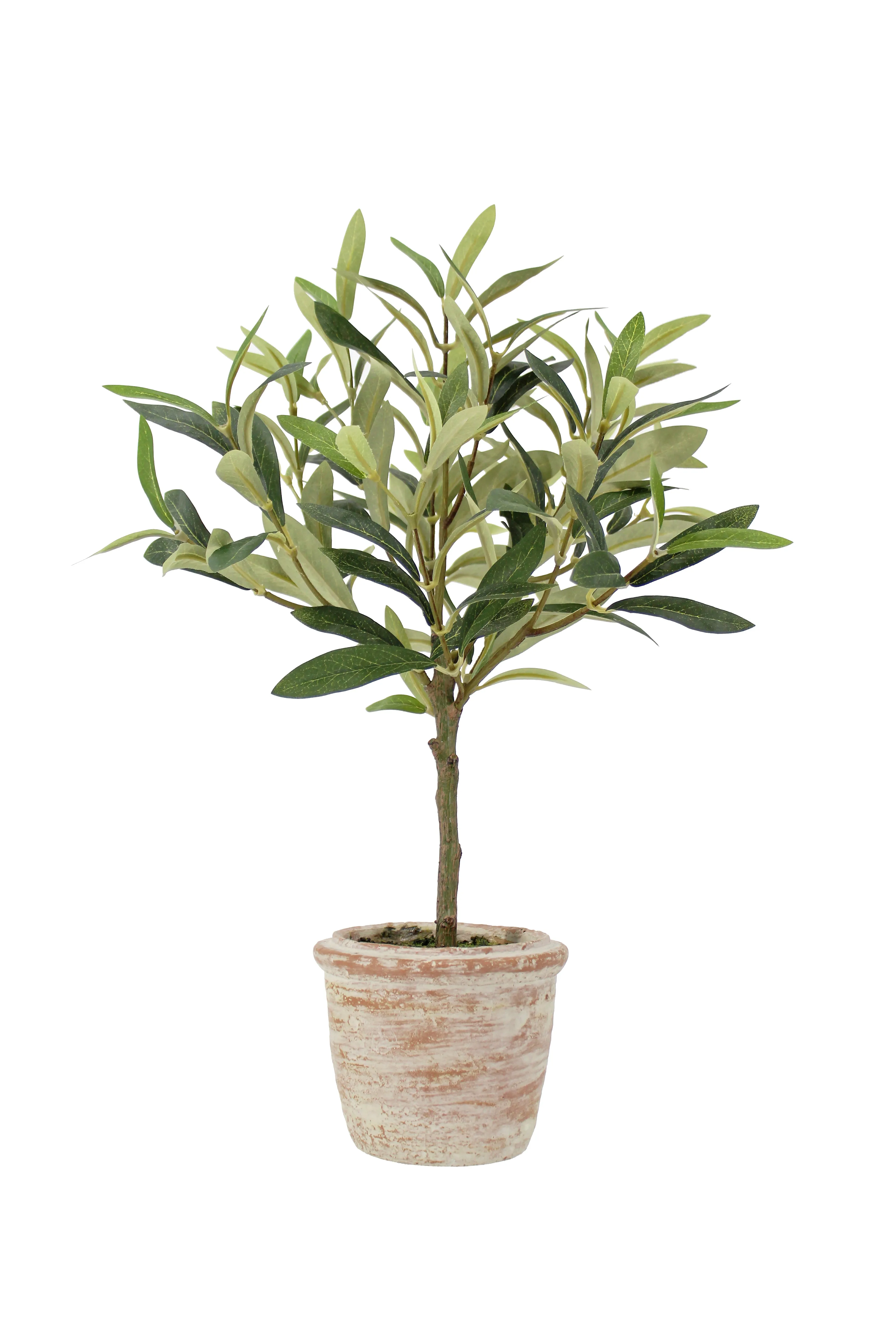 12" Rosemary & 16" Olive Topiary Set