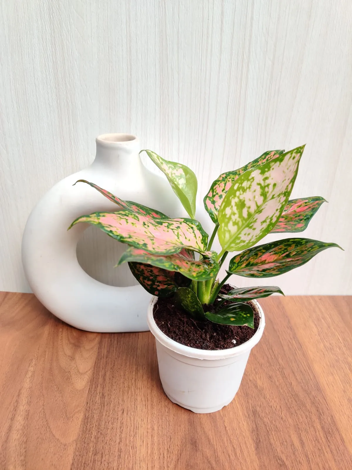 Aglaonema Anjuman Pink - Stunning Rare Indoor Plant | Air-Purifying Benefits