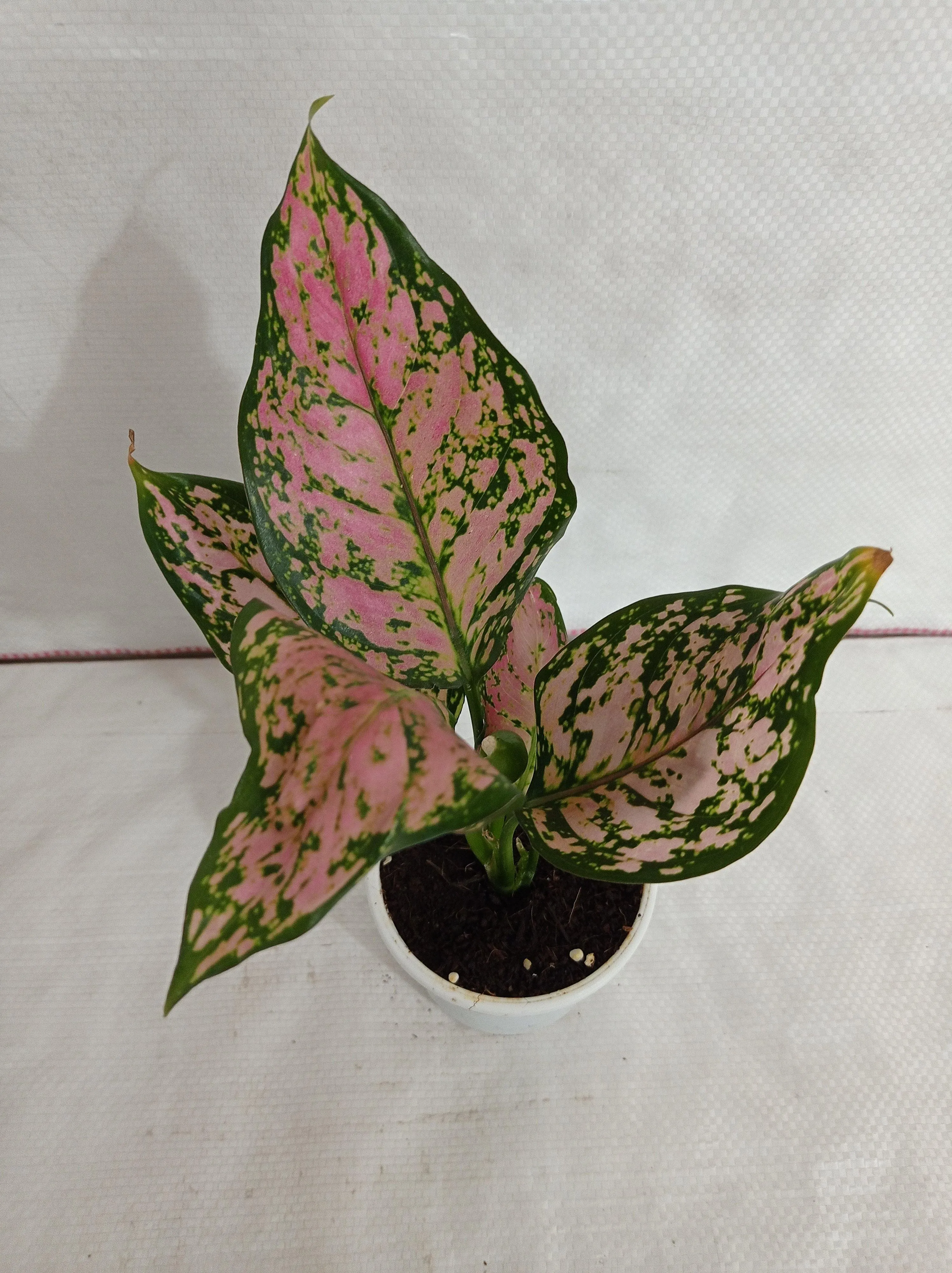 Aglaonema Anjuman Pink - Stunning Rare Indoor Plant | Air-Purifying Benefits