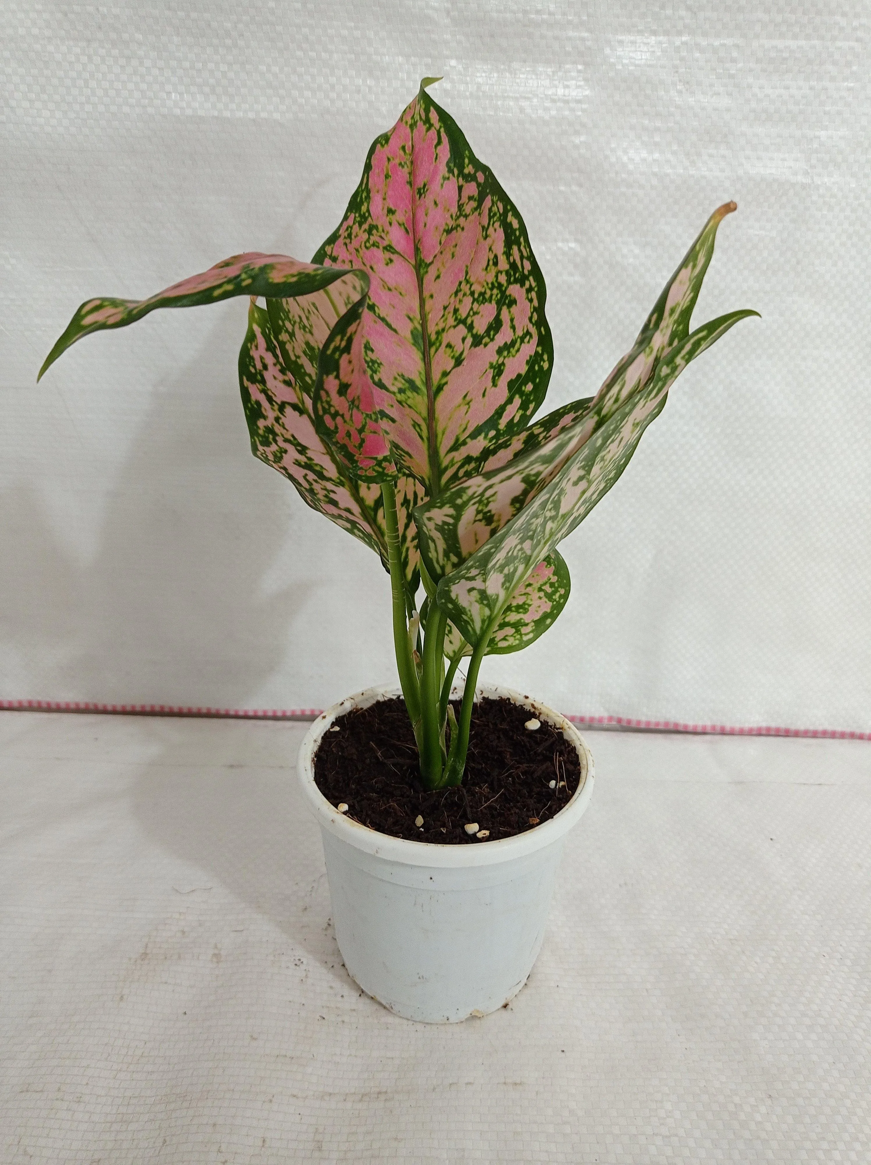 Aglaonema Anjuman Pink - Stunning Rare Indoor Plant | Air-Purifying Benefits