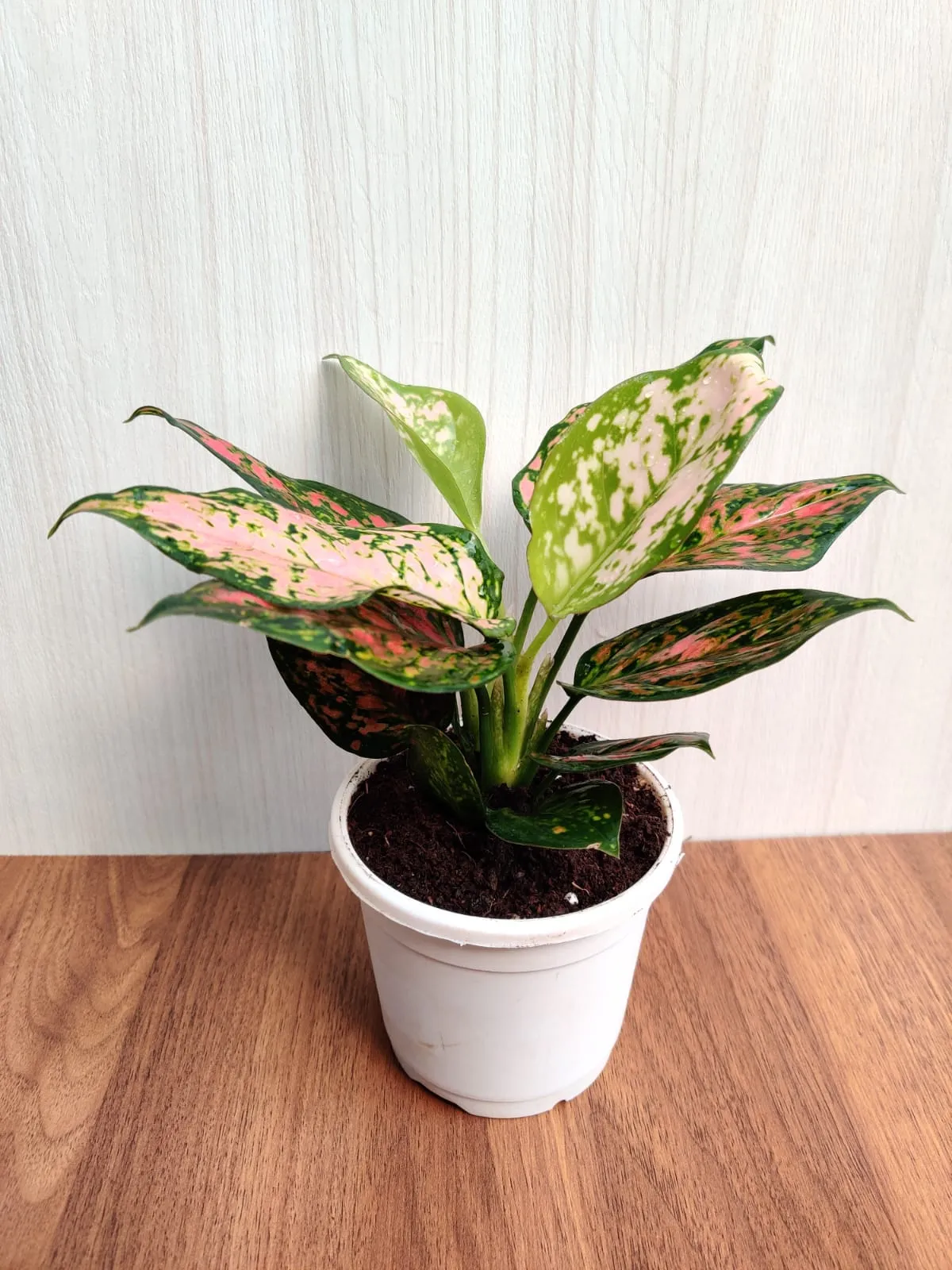 Aglaonema Anjuman Pink - Stunning Rare Indoor Plant | Air-Purifying Benefits