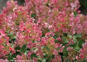 Little Quick Fire® Hydrangea Tree