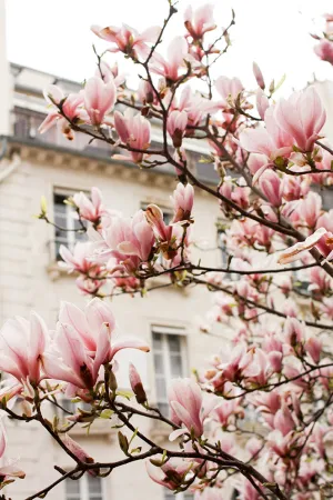 Magnolia Trees in Bloom