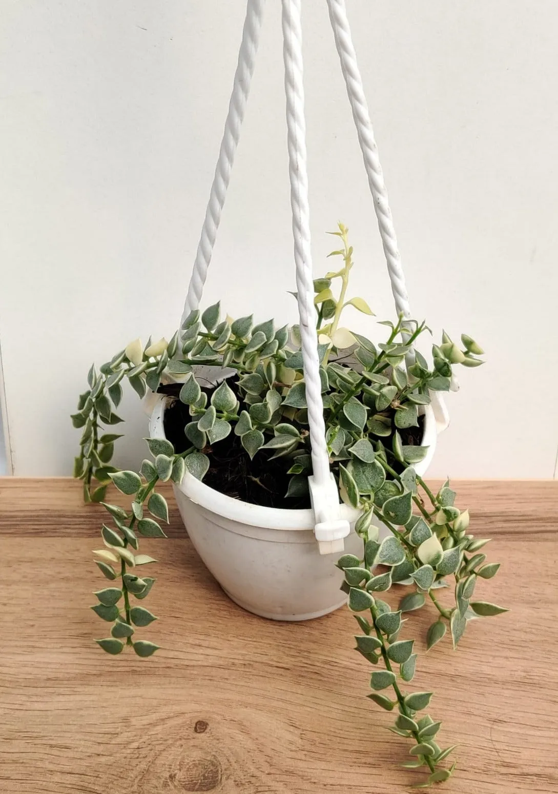 Million hearts plant, Dischidia ruscifolia variegated Plant With Hanging Planter