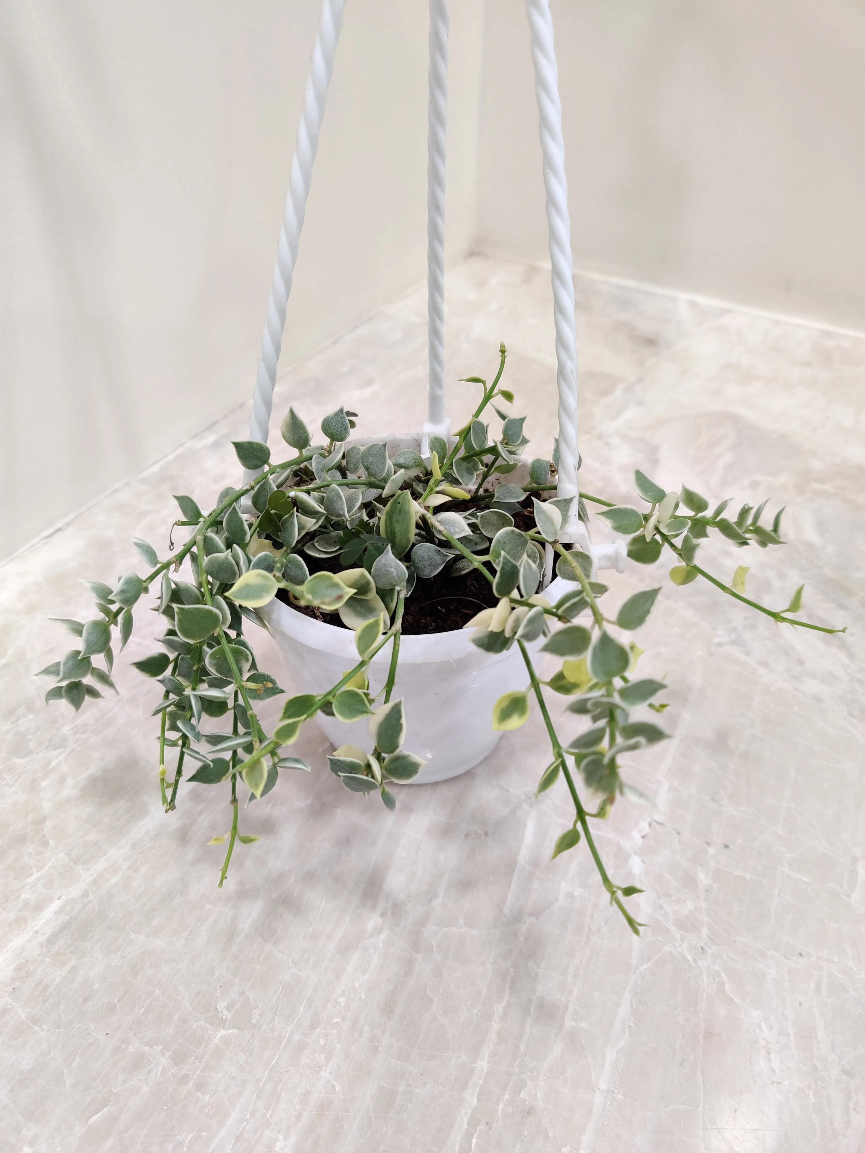 Million hearts plant, Dischidia ruscifolia variegated Plant With Hanging Planter