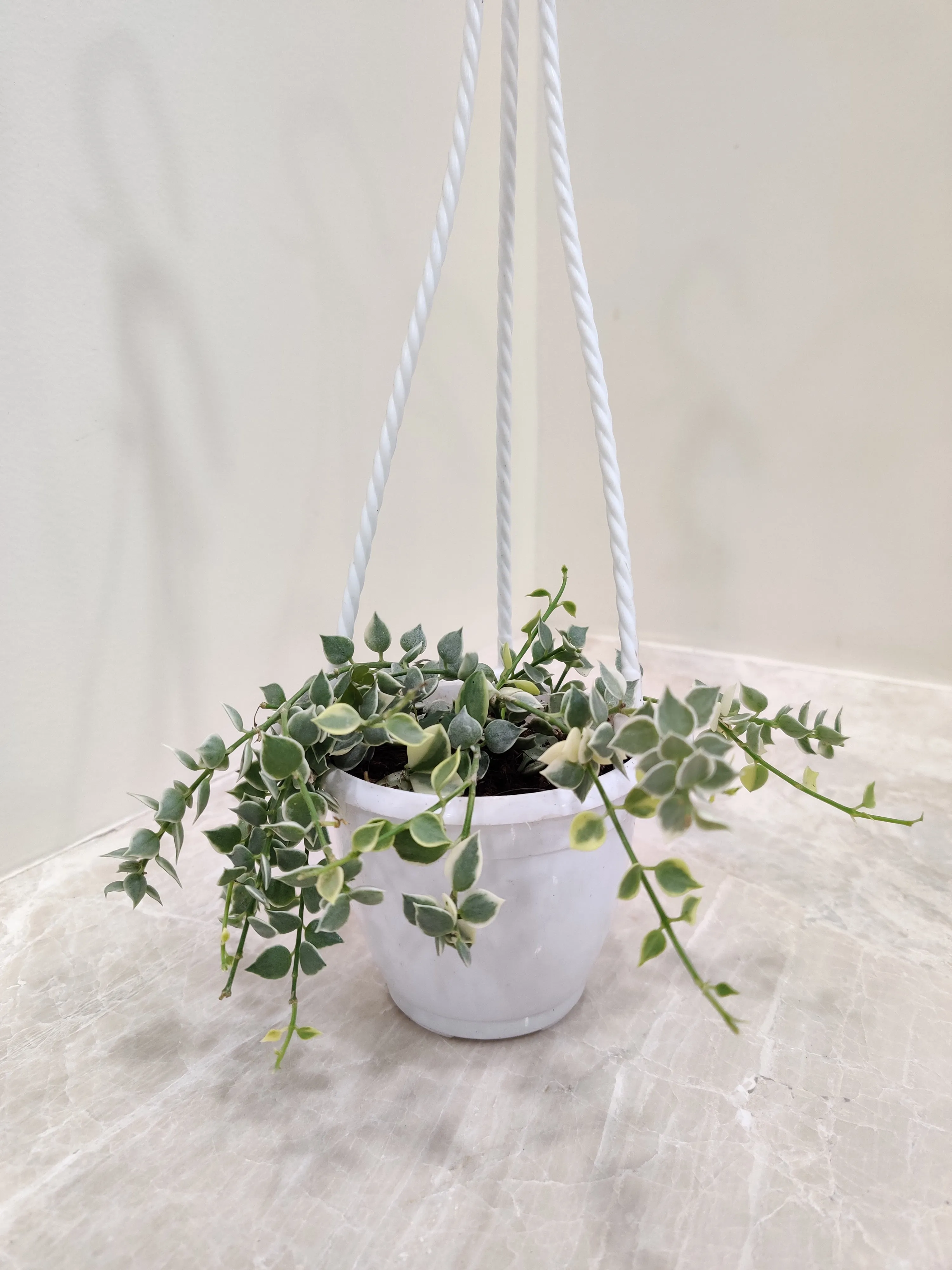 Million hearts plant, Dischidia ruscifolia variegated Plant With Hanging Planter