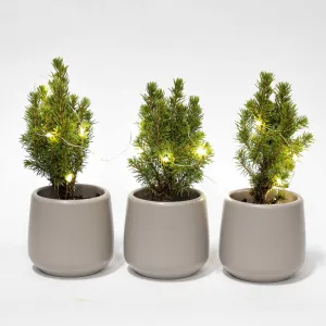 Mini Christmas tree set 3 - Includes 3x pot Joey gray   20 LED lights