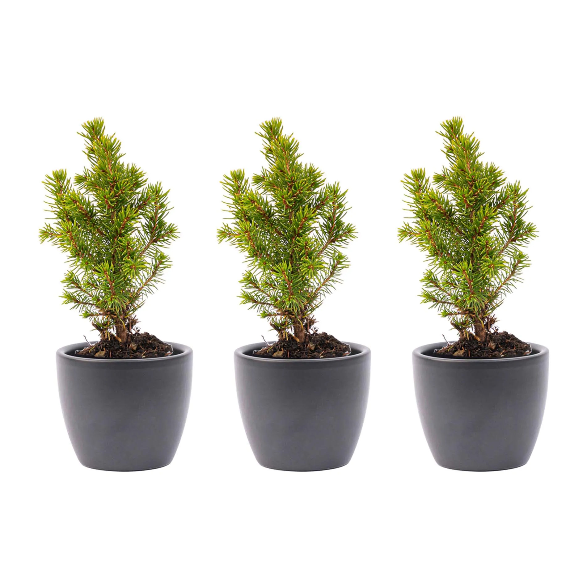 Mini Christmas tree set 6 - includes Boule Anthracite pot