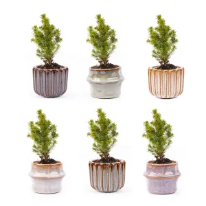 Mini christmas tree set 6 - Including pot set Barcelona