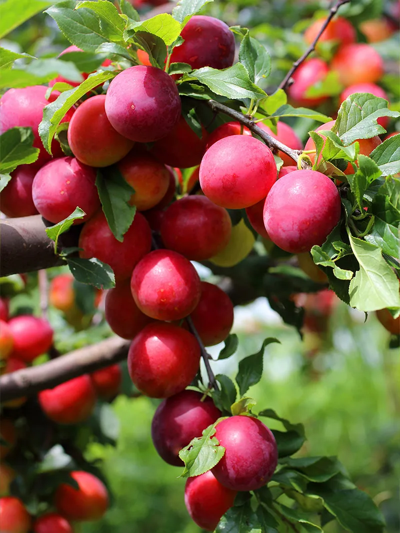 Plum Trees - All Red