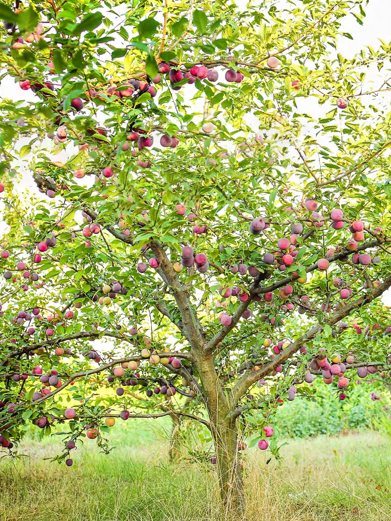 Plum Trees - All Red