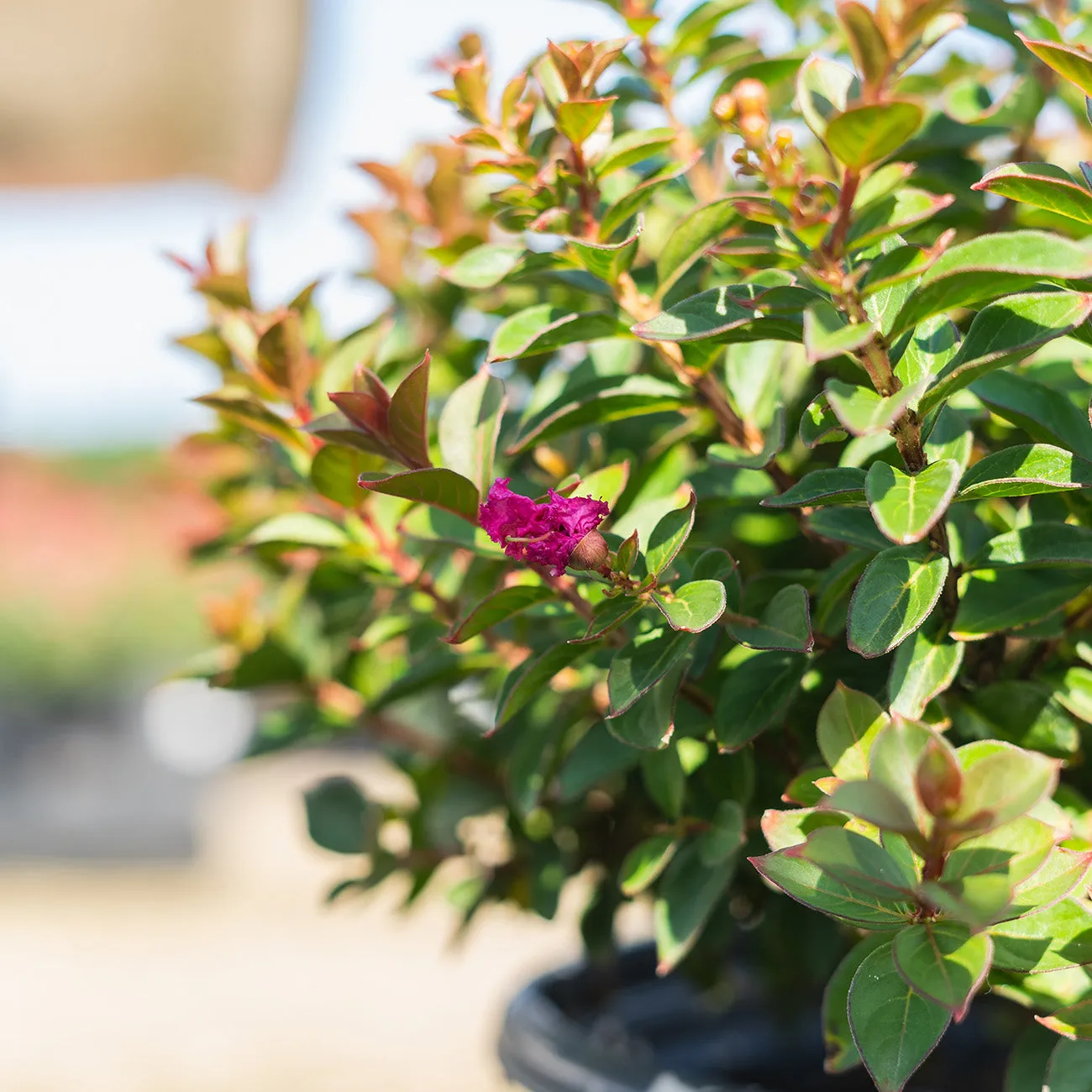 Pocomoke Crape Myrtle Shrub