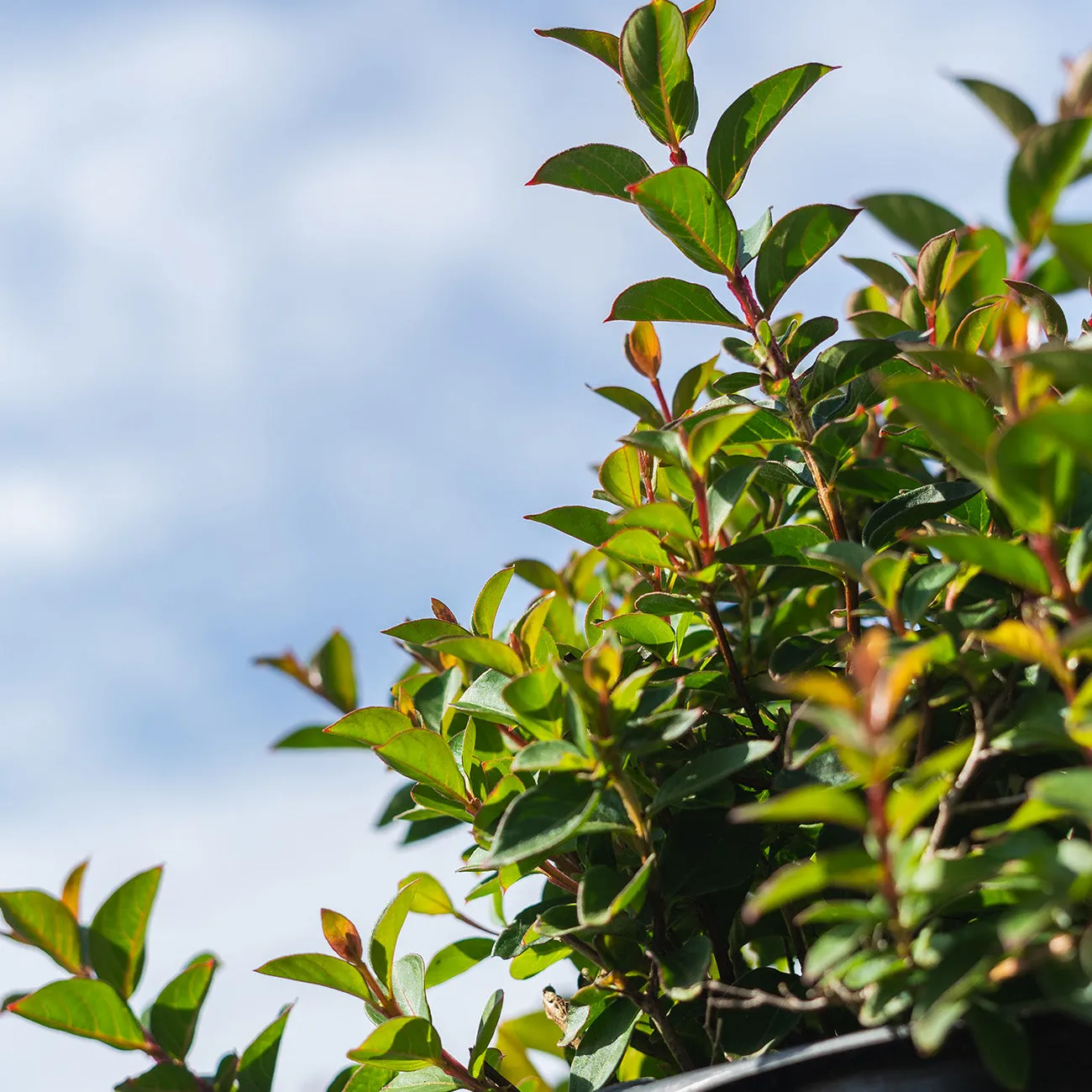 Pocomoke Crape Myrtle Shrub