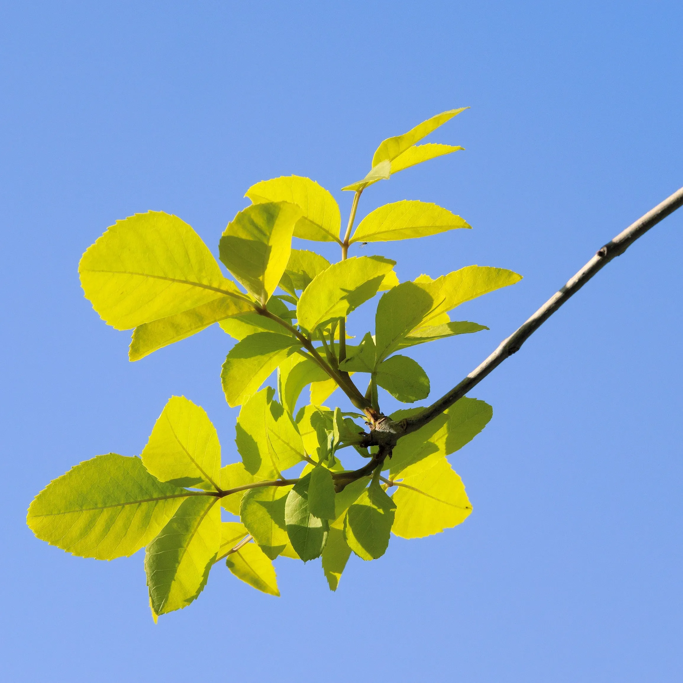 Siberian Elm Tree