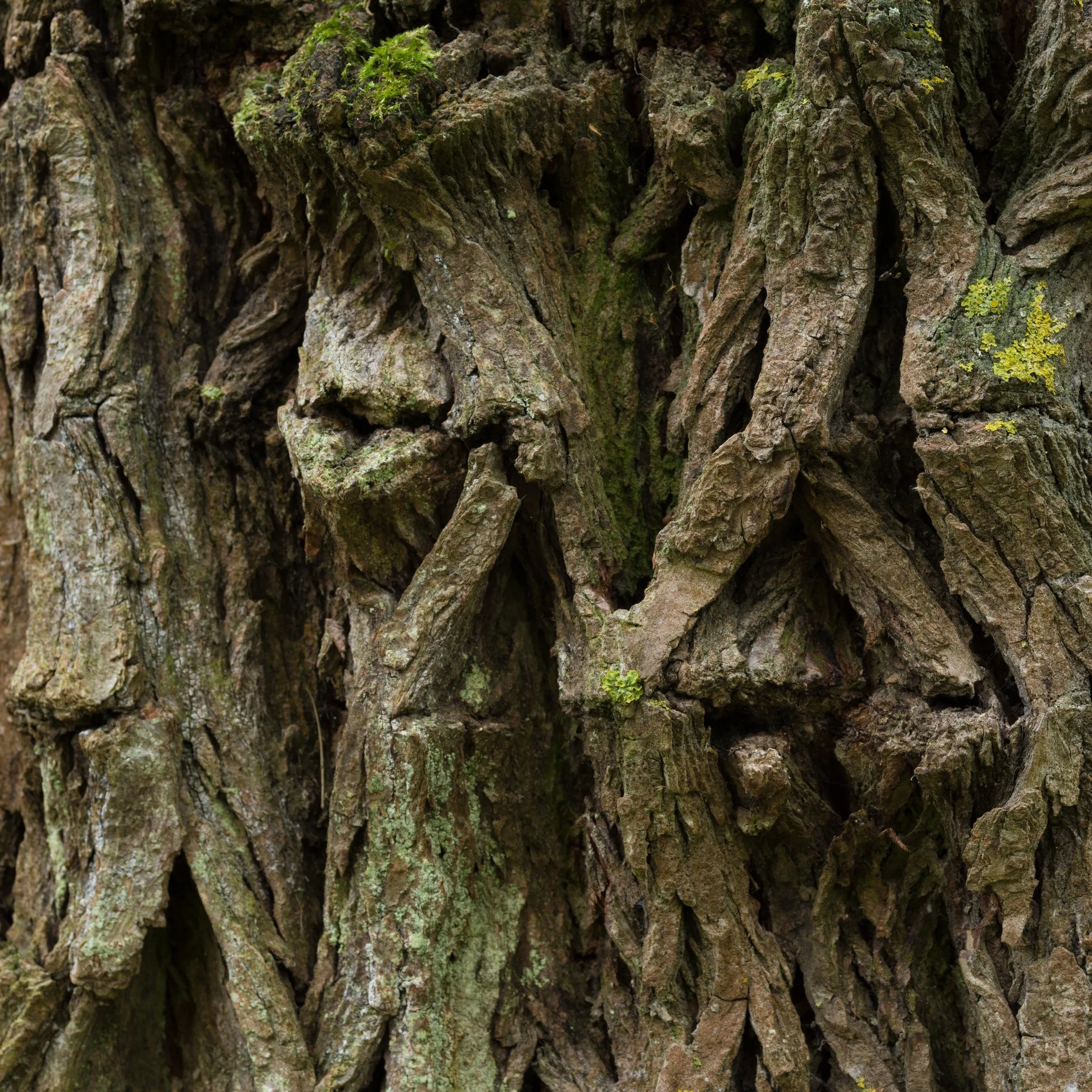 Siberian Elm Tree