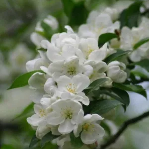 Snowdrift Crabapple Tree